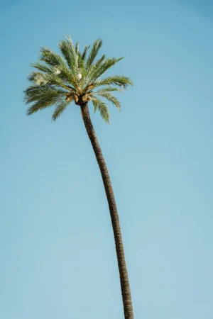 Palm Tree Against Clear Sky