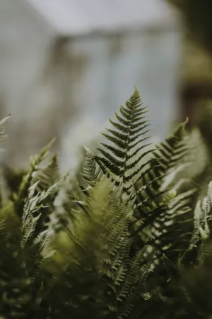 Ferns In The Wild