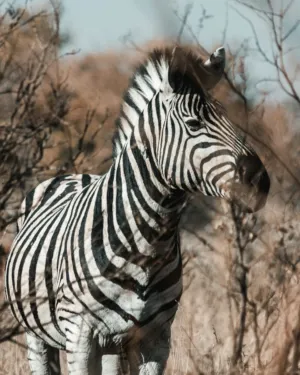 Zebra In The Wild