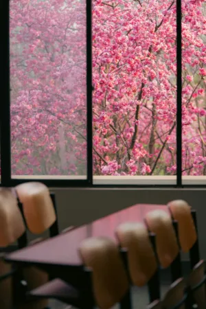 Cherry Blossom View