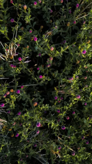 Purple Flowers In The Wild