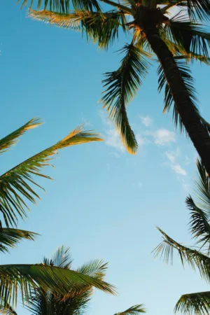 Palm Trees Against The Sky