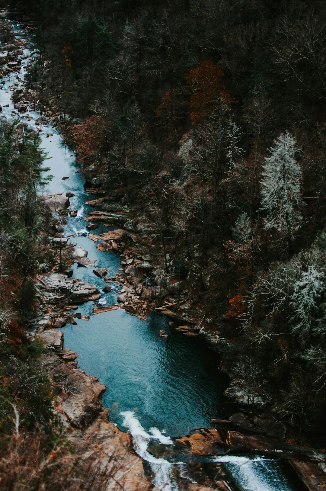 River In The Forest