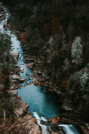 River In The Forest