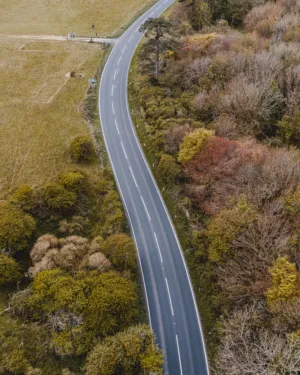 Curving Road Through Forest