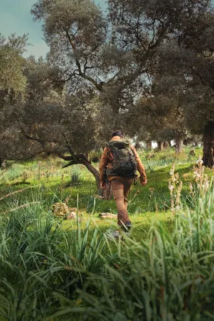 Hiker In Olive Grove