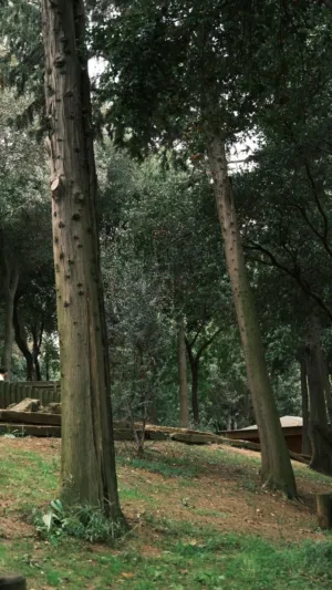 Forest Path