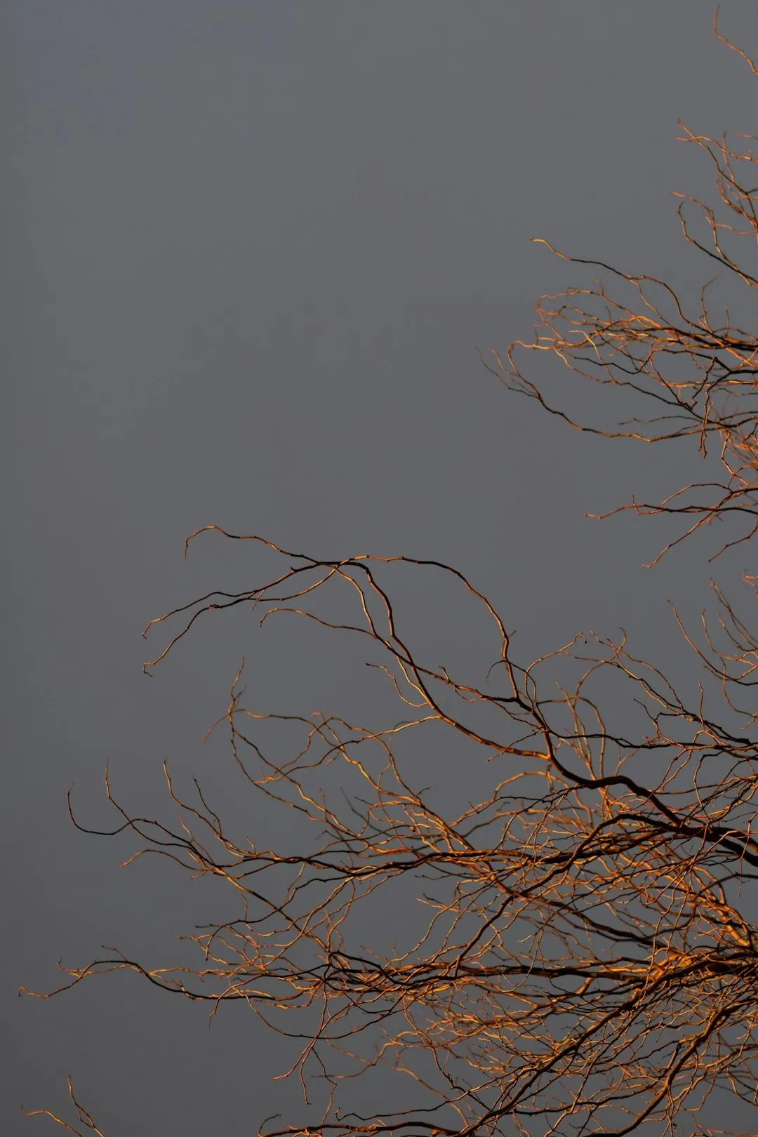 Twilight Branches