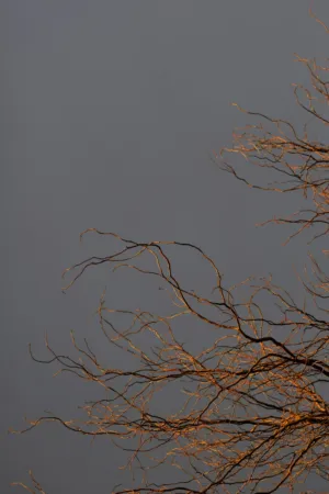 Twilight Branches