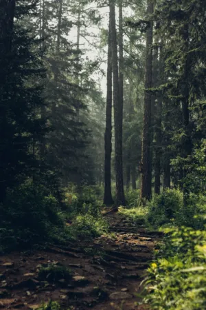 Misty Forest Path