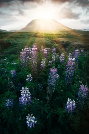 Sunrise Over A Mountain With Wildflowers