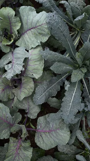 Rainy Day Kale