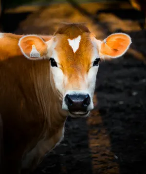 Brown Cow Portrait