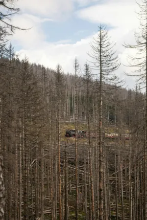 Train In A Forest