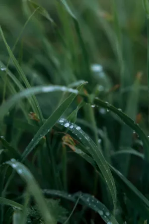Dewy Grass