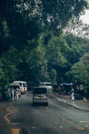Forest Road