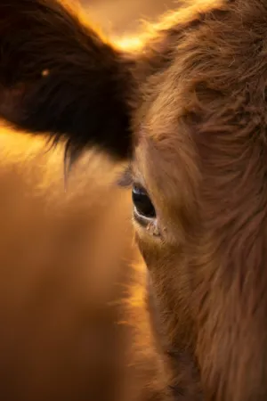 Calf In The Sunset