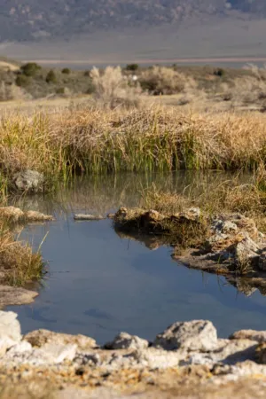 Desert Oasis