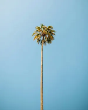 Palm Tree Against Clear Sky
