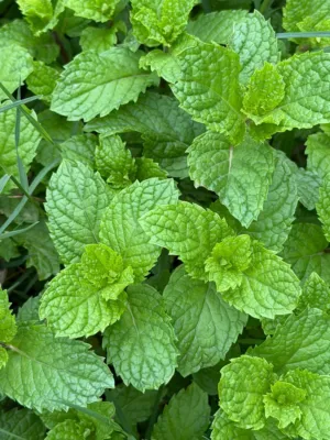 Green Mint Leaves