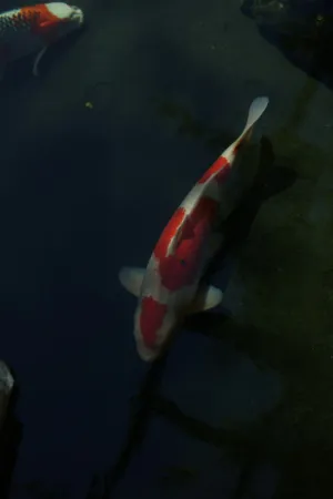 Koi Fish In A Pond