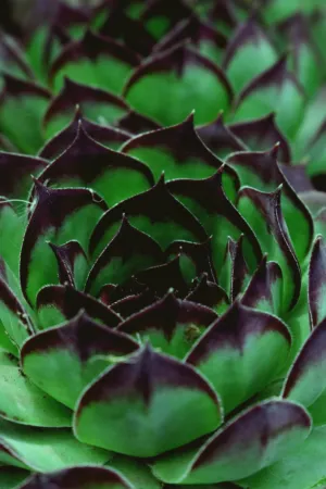 Succulent Plant