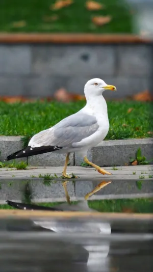 Seagull Reflection