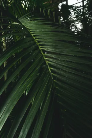 Green Palm Leaves