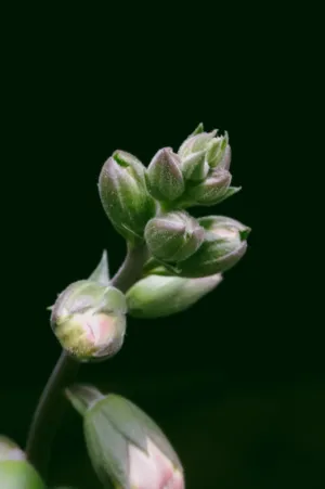 Budding Flowers