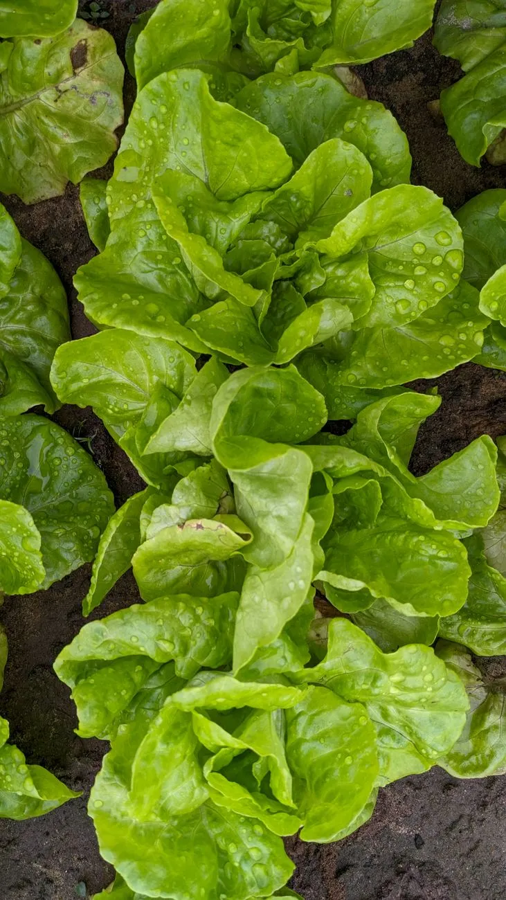 Fresh Lettuce