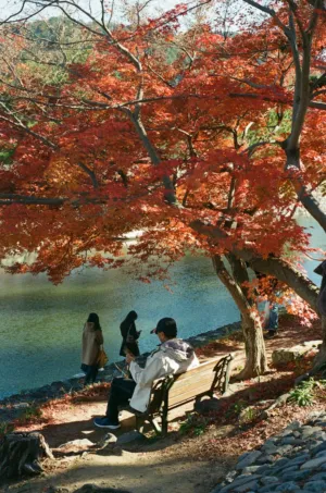 Autumnal Park Scene