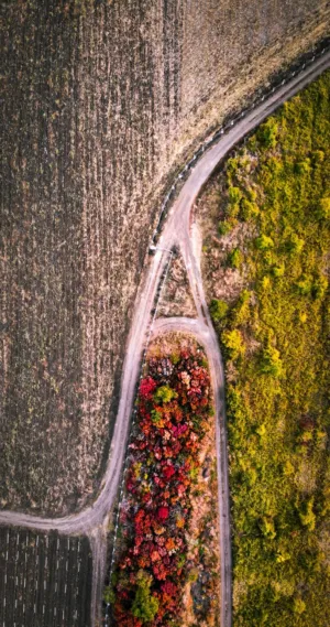 Autumn Road