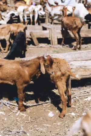 Goat Farm