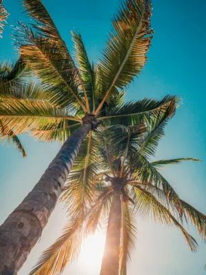 Palm Trees At Sunset