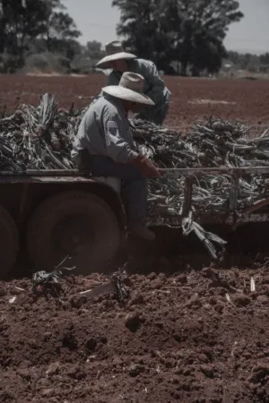 Farm Workers