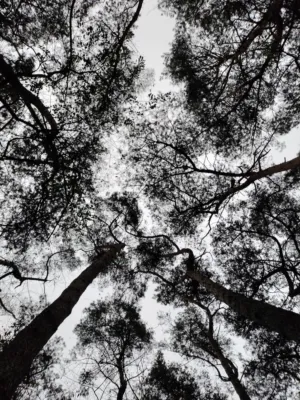 Tall Trees