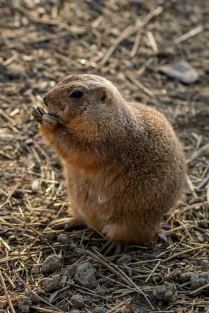 Prairie Dog