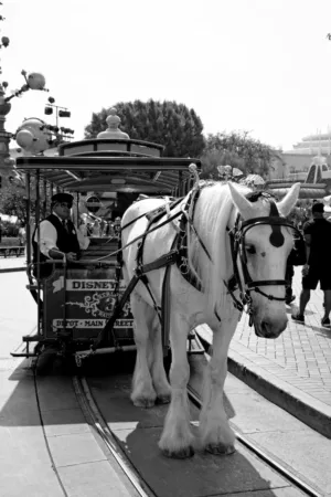 Disneyland Horse-Drawn Trolley
