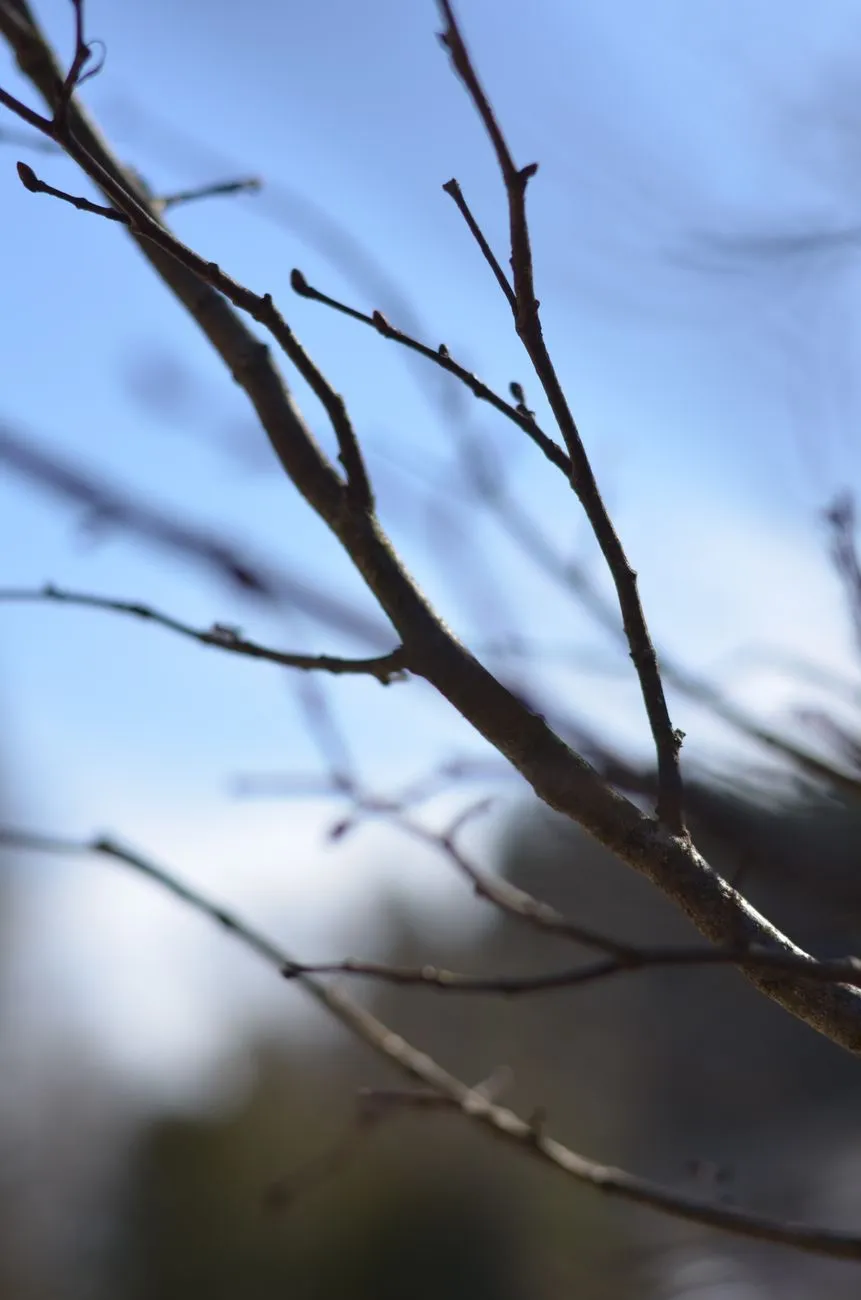 Branches Against Sky