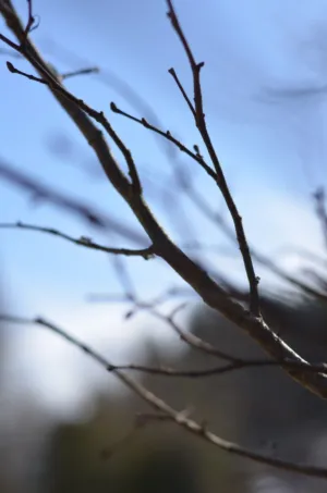 Branches Against Sky