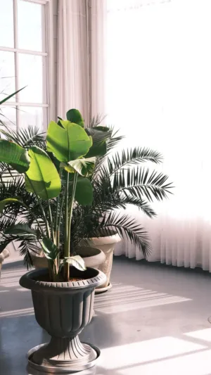 Indoor Plants By The Window