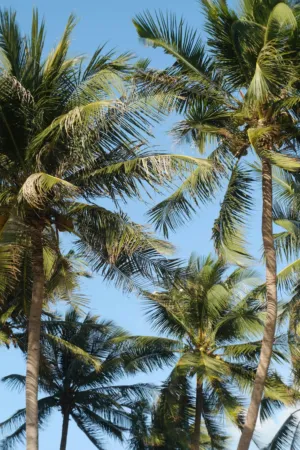 Palm Trees Against Blue Sky