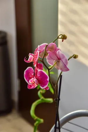 Pink Orchid