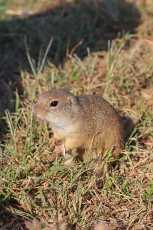 Ground Squirrel In Natural Habitat