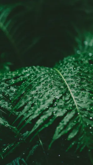 Rainy Ferns