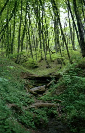Forest Path