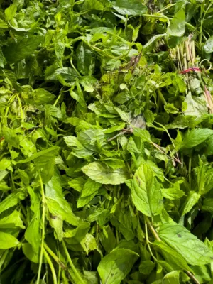 Fresh Mint Leaves