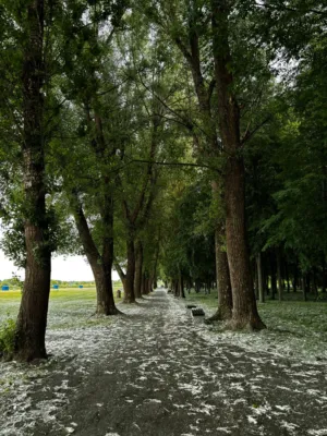 Tree Lined Pathway