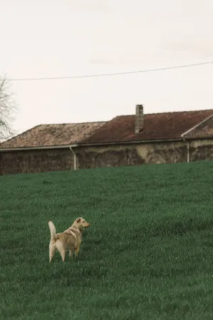 Dog In A Field