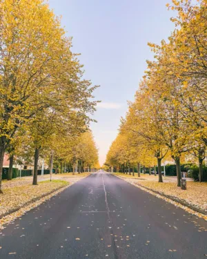 Autumn Avenue